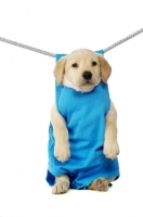 Picture of Black Labrador Puppy hanging on a washing line, isolated on a white background