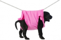 Picture of Black Labrador Puppy hanging on a washing line, isolated on a white background