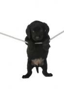 Picture of Black Labrador Puppy hanging on a washing line, isolated on a white background