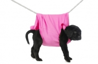 Picture of Black Labrador Puppy hanging on a washing line, isolated on a white background