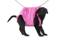 Picture of Black Labrador Puppy hanging on a washing line