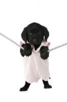 Picture of Black Labrador Puppy hanging on a washing line, isolated on a white background