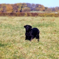 Picture of black labrador puppy in a field