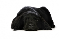 Picture of Black Labrador Puppy lying isolated on a white background