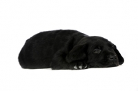 Picture of Black Labrador Puppy lying isolated on a white background