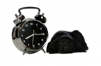 Picture of Black Labrador Puppy lying next to a large clock isolated on a white background