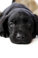 Picture of Black Labrador Puppy lying on a white background