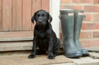 Picture of black Labrador puppy near wellies