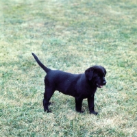 Picture of black labrador puppy on grass