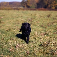 Picture of black labrador puppy walking to camera