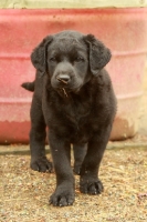 Picture of black Labrador puppy