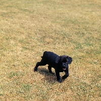 Picture of black labrador puppy
