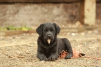 Picture of black Labrador puppy