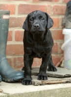 Picture of black Labrador puppy