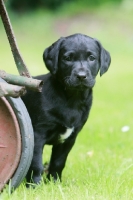 Picture of black Labrador puppy
