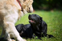 Picture of black Labrador retriever and golden retriever making acquaintance