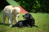 Picture of black Labrador retriever and golden retriever making friends