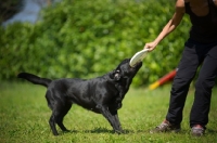 Picture of black Labrador retriever and owner playing tug of war with a frisbee