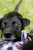 Picture of black Labrador Retriever begging