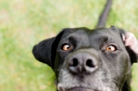 Picture of black Labrador Retriever begging