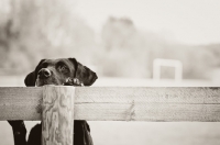 Picture of black Labrador Retriever behind wooden fence