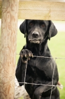 Picture of black Labrador Retriever behind fence