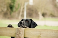 Picture of black Labrador Retriever behind fence