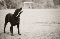 Picture of black Labrador Retriever chewing branch