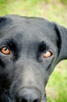 Picture of black Labrador Retriever close up
