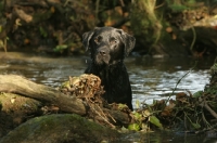 Picture of black Labrador Retriever coming out of the water