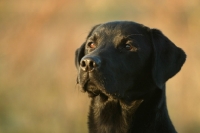 Picture of black Labrador retriever, concentrating