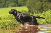 Picture of black Labrador Retriever getting out of water