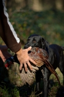 Picture of black labrador retriever giving pheasant to owner