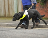 Picture of black Labrador Retriever guide dog