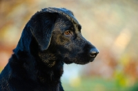 Picture of black Labrador Retriever, head study