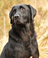 Picture of black Labrador Retriever head study