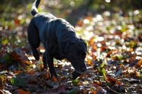 Picture of black labrador retriever in a forest