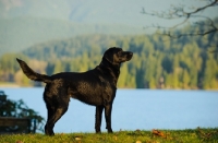 Picture of black Labrador Retriever in beautiful landscape