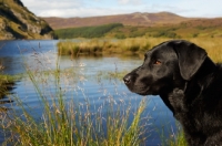 Picture of black Labrador Retriever in countryside