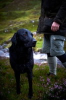 Picture of black Labrador Retriever in countryside