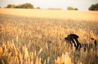 Picture of black Labrador Retriever in field