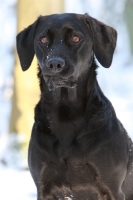 Picture of black Labrador retriever in winter