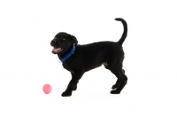 Picture of black labrador retriever isolated on a white background