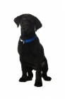 Picture of black labrador retriever isolated on a white background