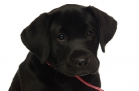 Picture of black labrador retriever isolated on a white background