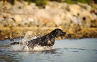 Picture of black Labrador Retriever jumping out of water