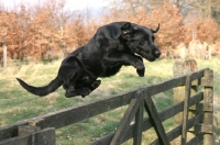 Picture of black Labrador Retriever jumping fence