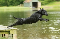 Picture of black Labrador Retriever jumping into water