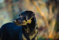 Picture of black Labrador Retriever looking away