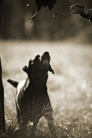 Picture of black labrador retriever looking up after giving pheasant to owner